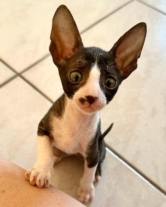 Cornish Rex gattini
