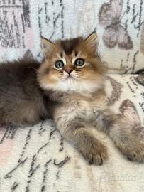 British longhair