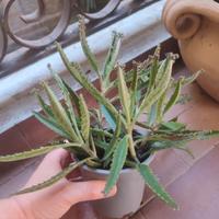 Talee Kalanchoe Daigremontiana "madre di milioni"