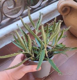 Talee Kalanchoe Daigremontiana "madre di milioni"