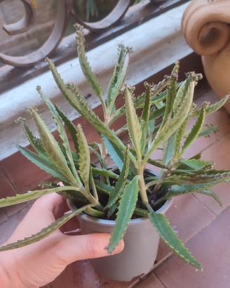 Talee Kalanchoe Daigremontiana "madre di milioni"
