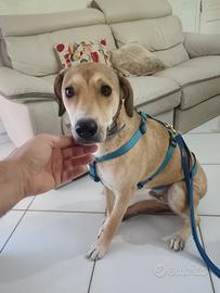 Rory, 2 anni