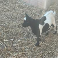 Capretto nano tibetano