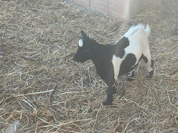 Capretto nano tibetano