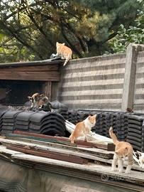 Gattini 2 mesi