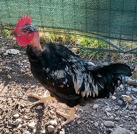 Gallo collo nudo
