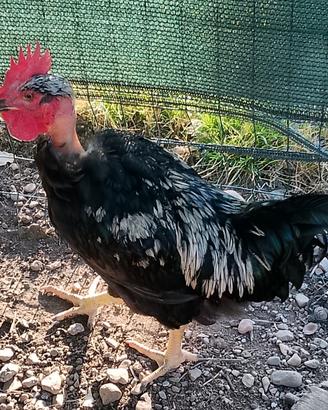Gallo collo nudo