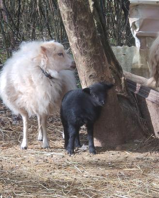 Agnelli pecora nana di ouessant