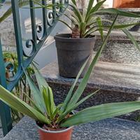 yucca