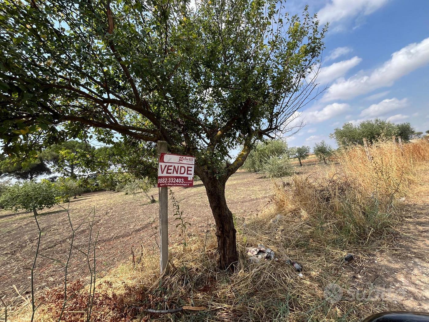 Terreno Agricolo San Severo [Cod. rif 3333384VCG] - Vista 2