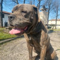 Cane corso
