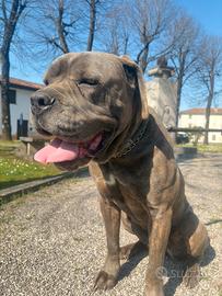 Cane corso