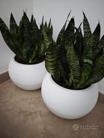 Sansevieria 