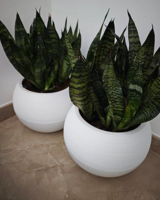 Sansevieria 