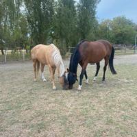 Quarter Horse Palomino 10 anni