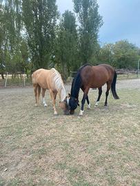 Quarter Horse Palomino 10 anni