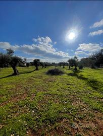 Carovigno terreno con progetto approvato