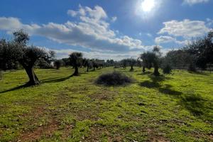 Carovigno terreno con progetto approvato