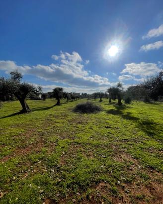 Carovigno terreno con progetto approvato