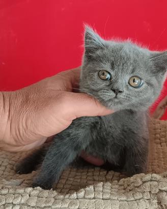 Gatti schottis cuccioli fold e straigh