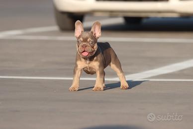 bulldog francese exotic 