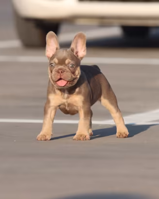 bulldog francese exotic 