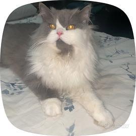 Gattino maschio 1 anno