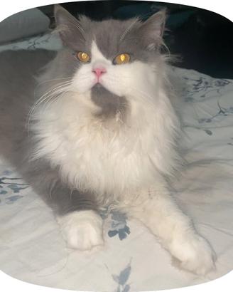 Gattino maschio 1 anno