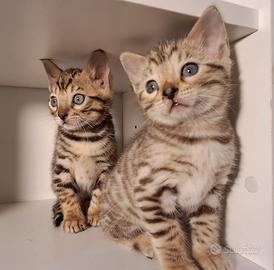 Cuccioli Bengala snow e brown