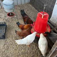 Gruppo polli ruspanti