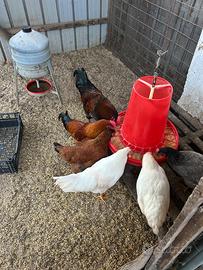 Gruppo polli ruspanti