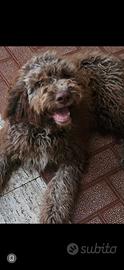 Lagotto