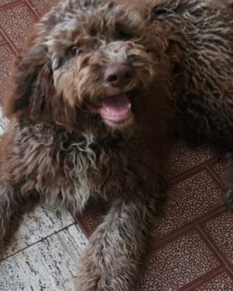 Lagotto