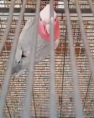 cacatua rosa
