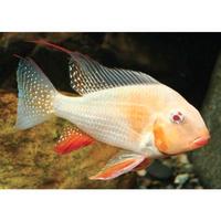 Acarichthys heckelii albino
