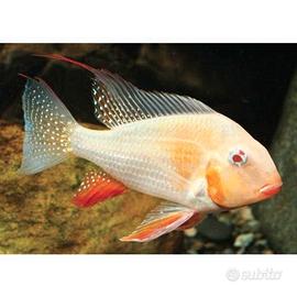Acarichthys heckelii albino