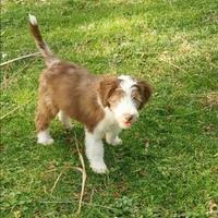 Bearded Collie cuccioli