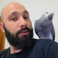 Pappagallo ceneino top quality