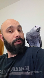 Pappagallo ceneino top quality