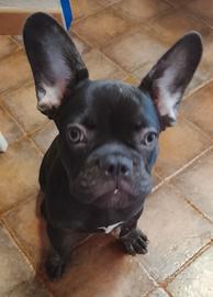 BULLDOG FRANCESE maschio.