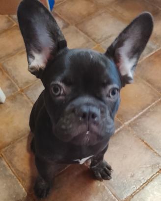 BULLDOG FRANCESE maschio.