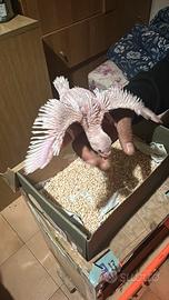 Pullo parrocchetto dal collare