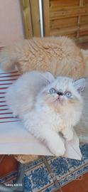 Gatto persiano chiaccio. Ipertipico