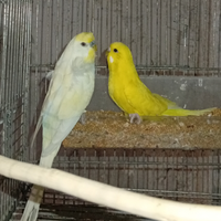 Coppia cococoriti 3889812877