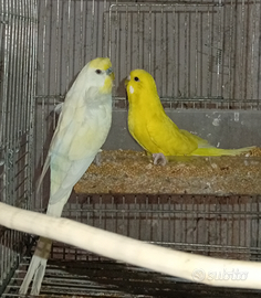 Coppia cococoriti 3889812877