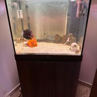 Acquario