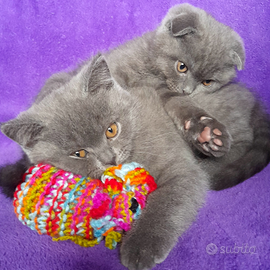 Cuccioli Scottish fold e Scottish straight