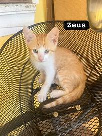 Gattino di 3 mesi bianco e arancione