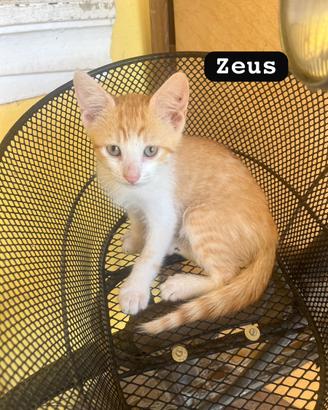 Gattino di 3 mesi bianco e arancione