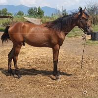 Puledro trottatore lettera L